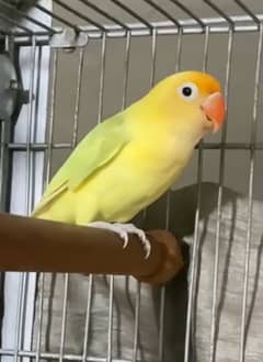 GREAT OFFER Cage / cages , Love birds / Lovebird , With DNA