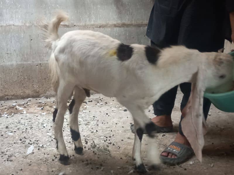 Gulabi Bakra /Goat for sale in Gulabi bread 40 Inch in height 3