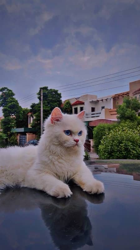 persian cat triple coated female 1