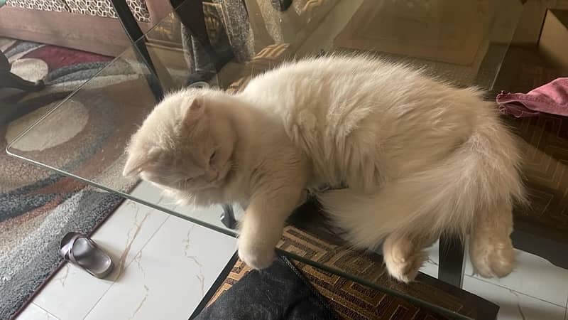 persian cat triple coated female 2