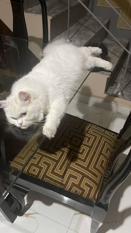 persian cat triple coated female 3