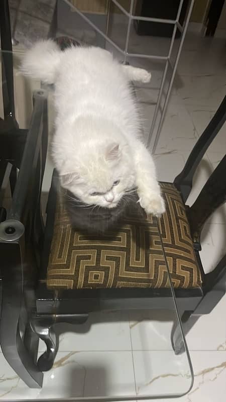 persian cat triple coated female 4