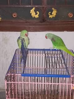 parrot for sale 03455231374  whatsapp