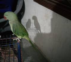 parrot