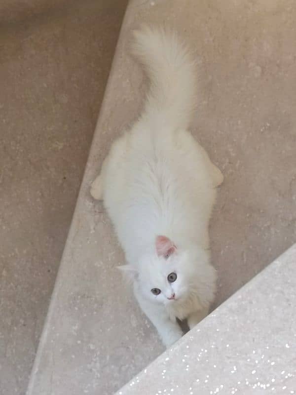 Adorable Home-Bred Persian Cat / Kittens for Sale! 2