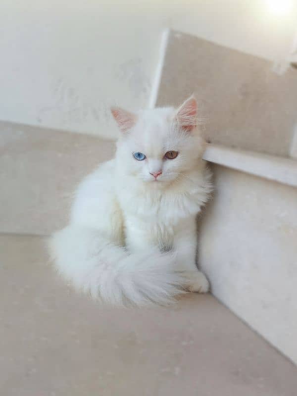 Adorable Home-Bred Persian Cat / Kittens for Sale! 3