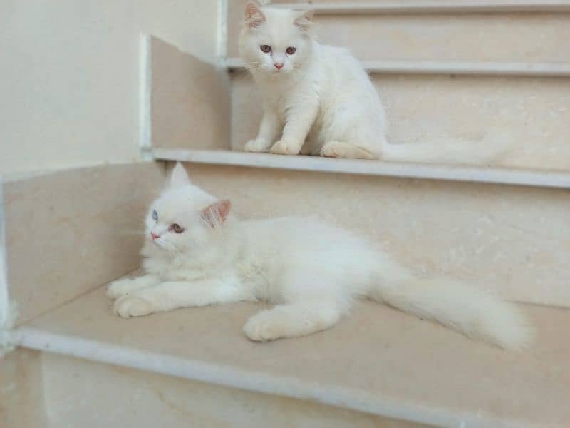 Adorable Home-Bred Persian Cat / Kittens for Sale! 5