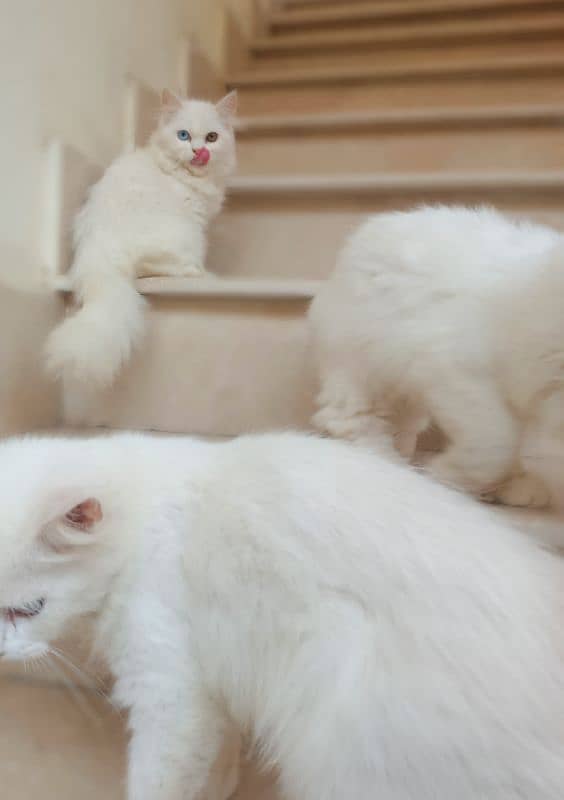 Adorable Home-Bred Persian Cat / Kittens for Sale! 6