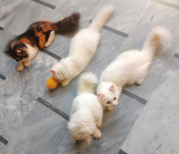 Adorable Home-Bred Persian Cat / Kittens for Sale! 7