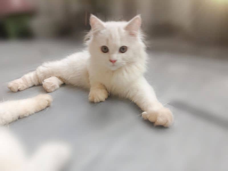 Adorable Home-Bred Persian Cat / Kittens for Sale! 8