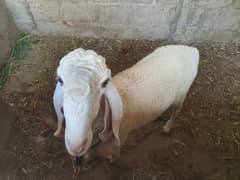 LARAKAN SHEEP FOR SALE 0