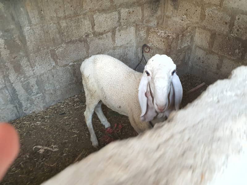 LARAKAN SHEEP FOR SALE 1