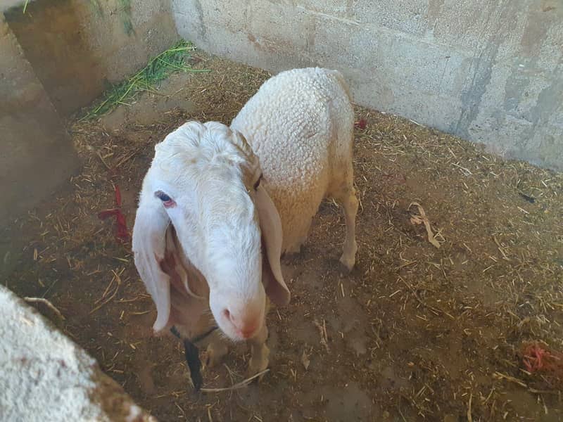 LARAKAN SHEEP FOR SALE 2