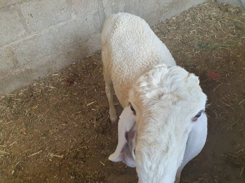 LARAKAN SHEEP FOR SALE 3