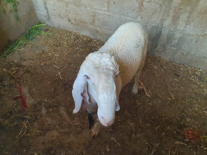 LARAKAN SHEEP FOR SALE 4