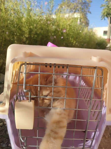 Persian Cat very healthy and active 1