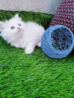 White persian kitten 0.3. 3.6. 2.2. 3.6. 2.0. 4 0