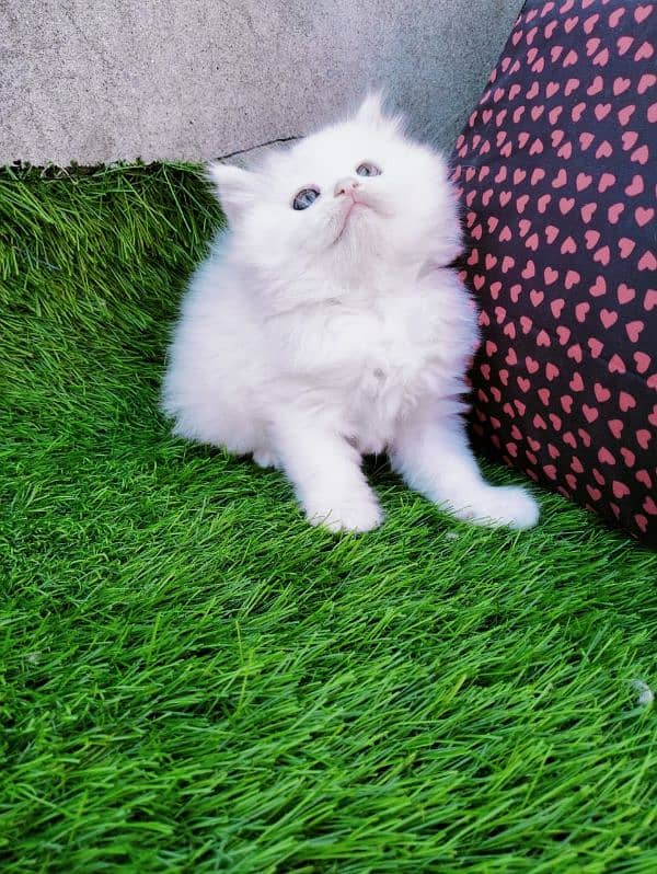 White persian kitten 0.3. 3.6. 2.2. 3.6. 2.0. 4 1