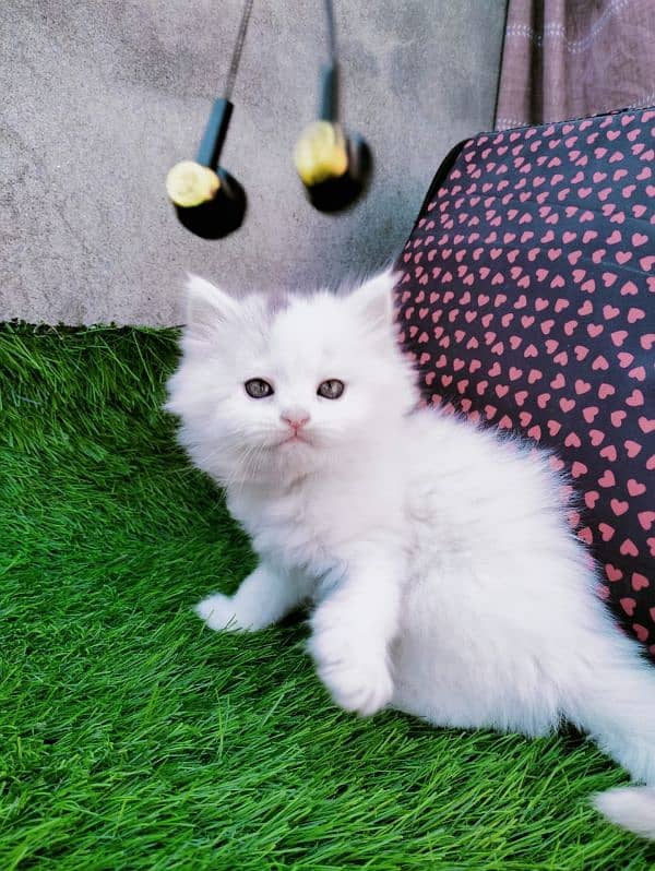 White persian kitten 0.3. 3.6. 2.2. 3.6. 2.0. 4 2