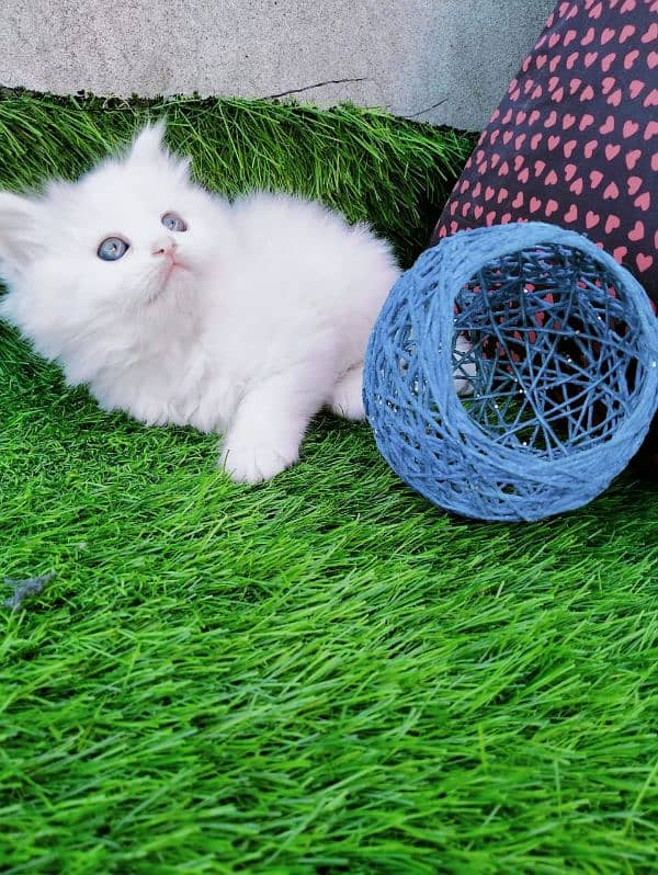 White persian kitten 0.3. 3.6. 2.2. 3.6. 2.0. 4 3