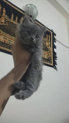 Persian Kitten Duble coated