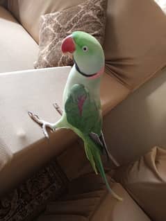 Talking parrot. for sale 0