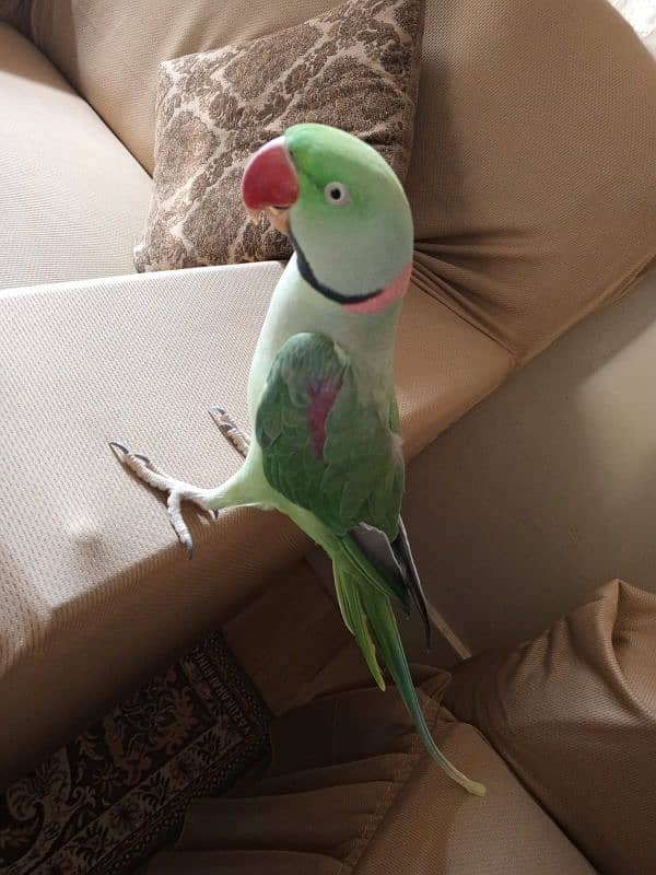 Talking parrot. for sale 0