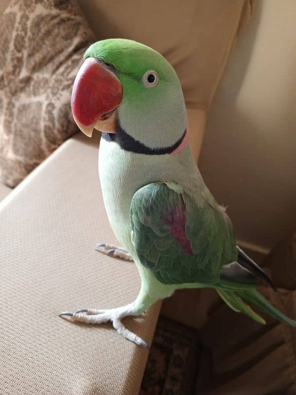 Talking parrot. for sale 1