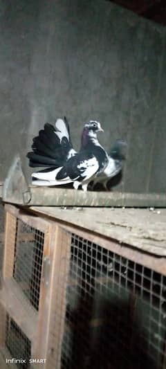 2 Black & white Breeder female for sale