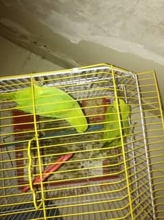 2 Ringneck Parrots for Sale with Cage Age 6 Month