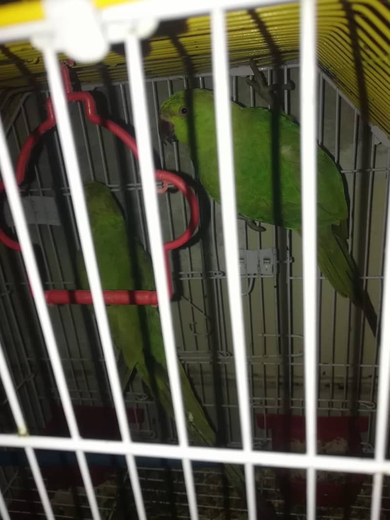 2 Ringneck Parrots for Sale with Cage Age 6 Month 1