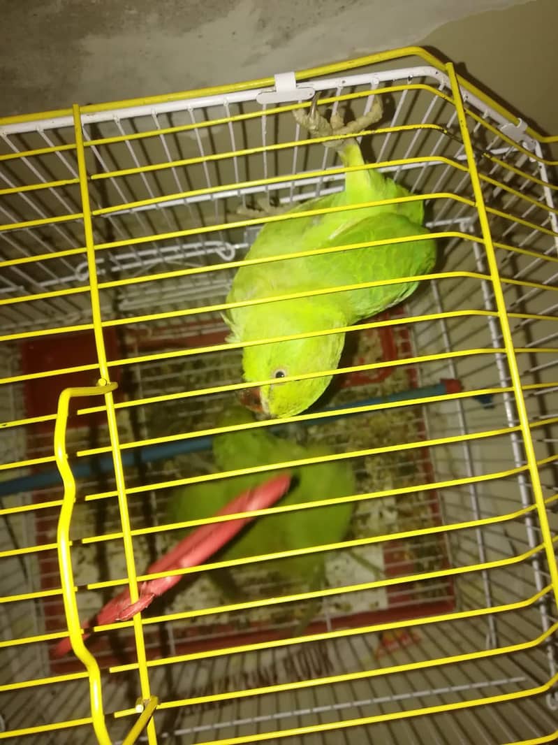 2 Ringneck Parrots for Sale with Cage Age 6 Month 2