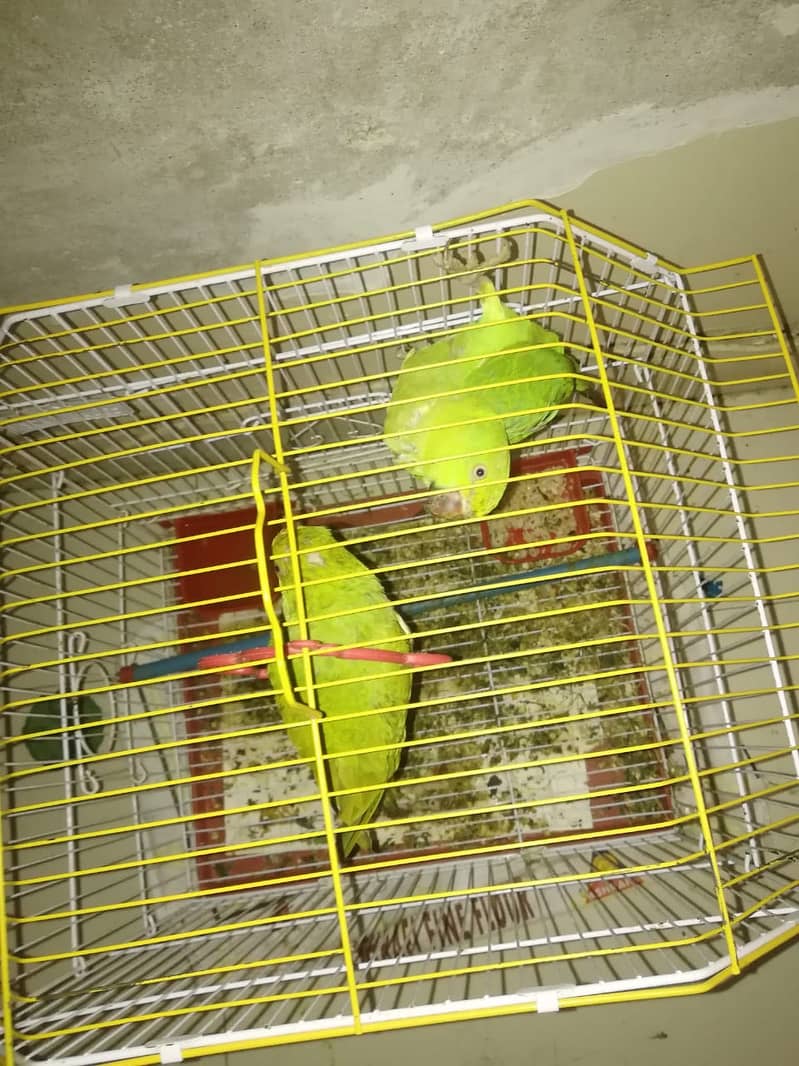 2 Ringneck Parrots for Sale with Cage Age 6 Month 3