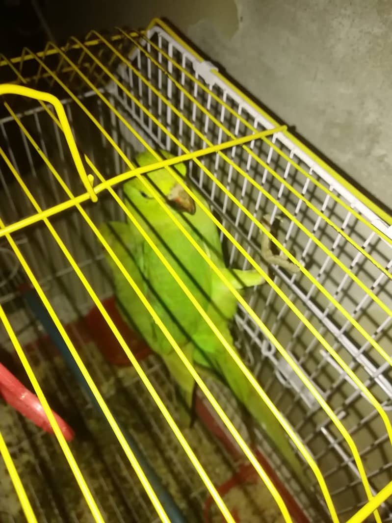 2 Ringneck Parrots for Sale with Cage Age 6 Month 4