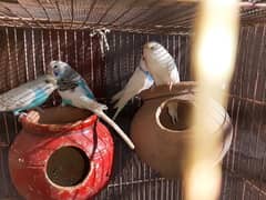 Australain parrots Red eyes Black eyes