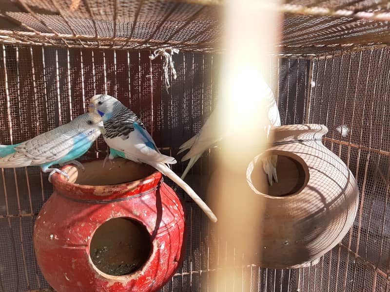 Australain parrots Red eyes Black eyes 2