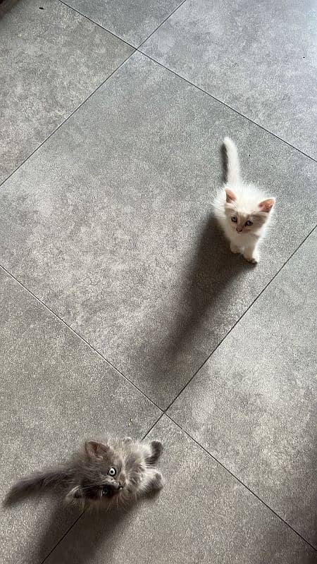 Persian single coated kittens for sale 1