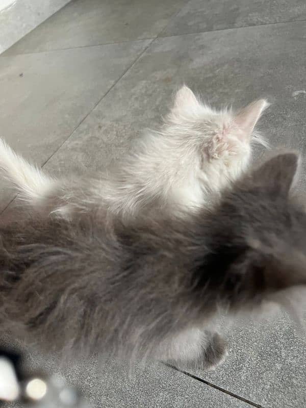 Persian single coated kittens for sale 2