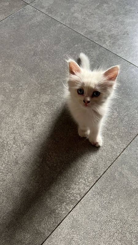 Persian single coated kittens for sale 3