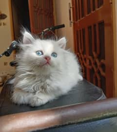 White Persian kitten