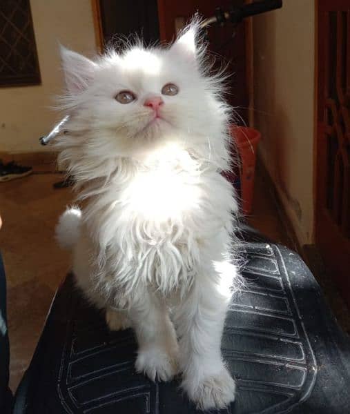 White Persian kitten 1