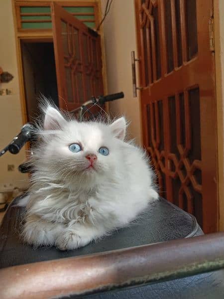 White Persian kitten 2