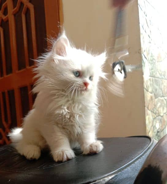 White Persian kitten 3