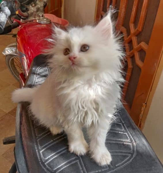 White Persian kitten 4