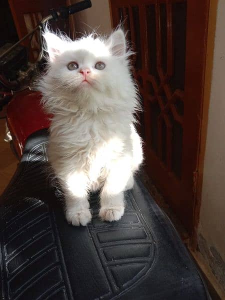 White Persian kitten 5