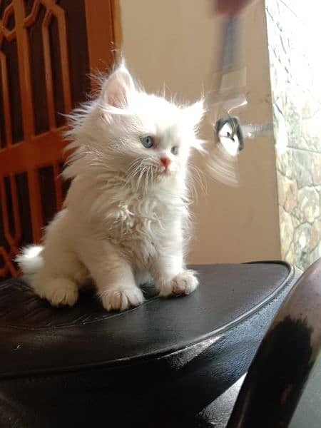 White Persian kitten 6