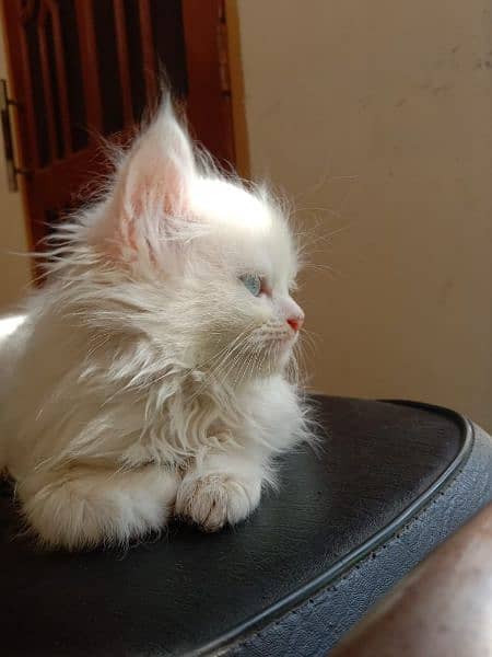 White Persian kitten 7