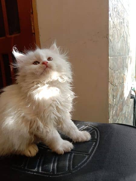 White Persian kitten 8