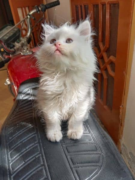 White Persian kitten 9