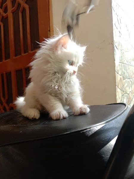 White Persian kitten 10